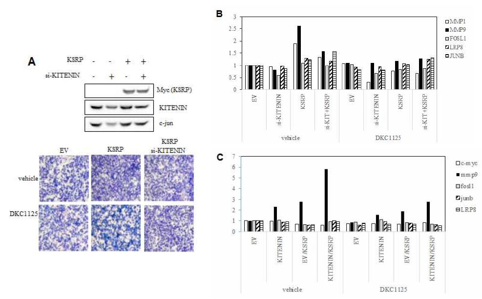 cell motility 촉진 전사인자 mRNA에 대한 DKC1125 화합물 억제효과