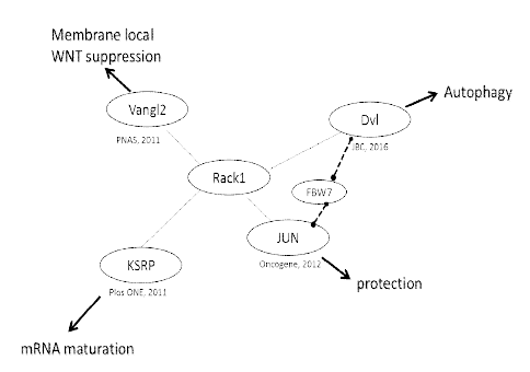 KITENIN-KSRP-Dvl-c-Jun 복합체에 작용하는 Rack1의 기능 모식도