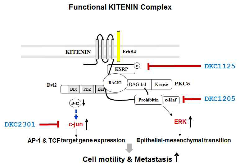 KITENIN 복합체와 DKC1125, DKC1205, DKC2301의 작용기전 모식도