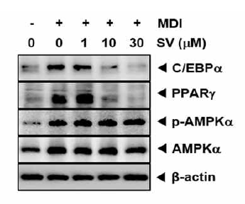 심바스타틴이 3T3-L1의 분화인자 C/EBPα, PPARγ 및 대사인자 AMPKα의 발현에 미치는 영향