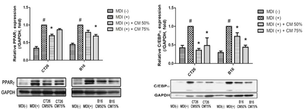 암세포의 CM이 3T3-L1의 분화인자 C/EBPα, PPARγ 단백질 발현에 미치는 영향