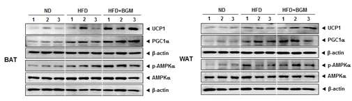 베르가모틴이 지방조직의 UCP1과 PGC1α 발현과 AMPK 활성화에 미치는 영향