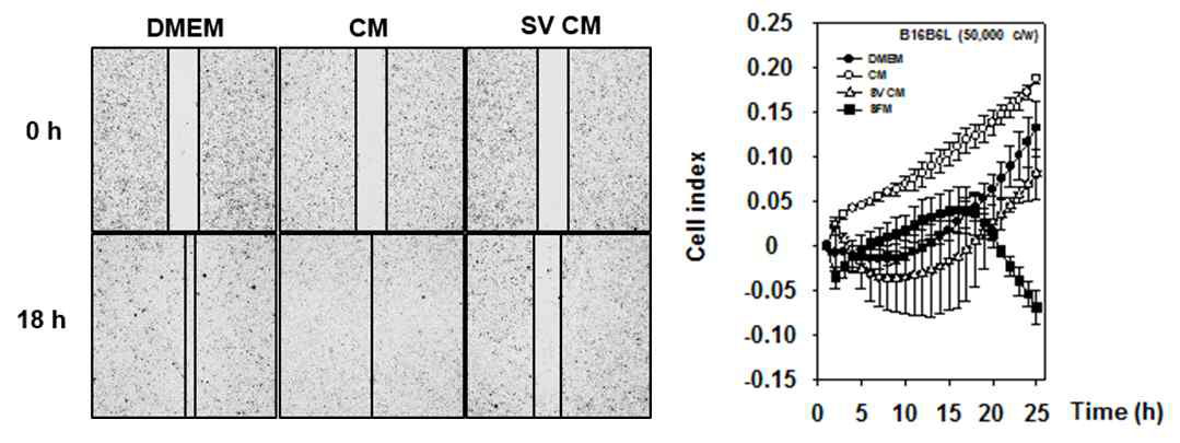 3T3-L1의 분화 후 배양액(CM)과 심바스타틴을 처리한 배양액(SV CM)이 B16BL6의 세포전이에 미치는 영향