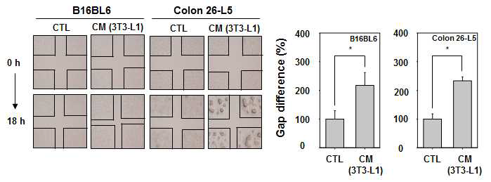 3T3-L1 CM이 B16BL6와 Colon 26-L5의 세포이동에 미치는 영향