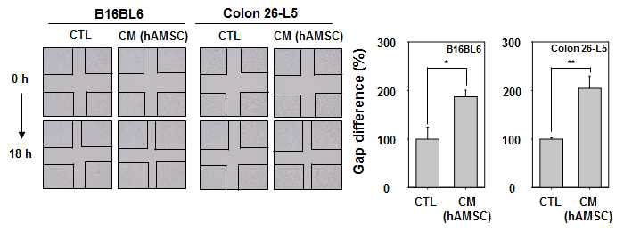 hAMSC CM이 B16BL6와 Colon 26-L5의 세포이동에 미치는 영향