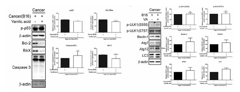 비만-암 동반질환모델에서 vanillic acid의 항암 기전