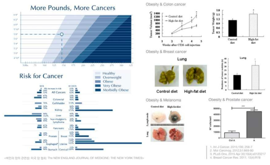 비만과 암의 상관관계