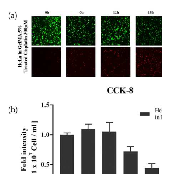 Cisplatin 주입 이후 Cell Live & Dead (a)형광 현미경 분석 (b)Cell-Count Kit-8