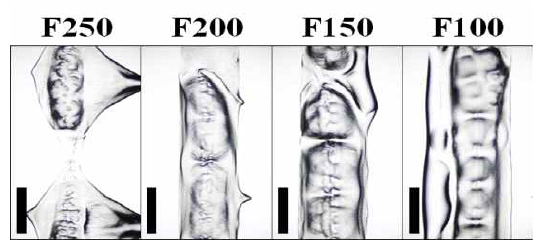 3D 프린팅 속도별 PDMS 관찰 결과, Bar=1mm