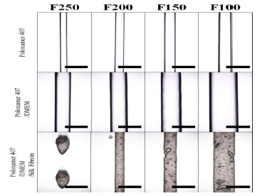 Poloxamer 407과 Silk Fibroin 마이크로 입자를 이용한 프린팅 속도별 바이오 잉크의 관찰 결과, Bar=1mm