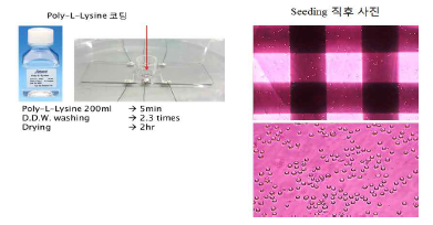 칩 세포 배양 직후 현미경 사진