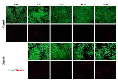 약물 처리 24시간 동안 Live & dead 염색법을 이용한 세포 관찰 결과