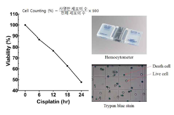 관찰 기간동안 사멸한 세포수의 counting 결과. Viability(%) = 전체세포의수 / 사멸한세포의수 × 100 으로 계산한 그래프