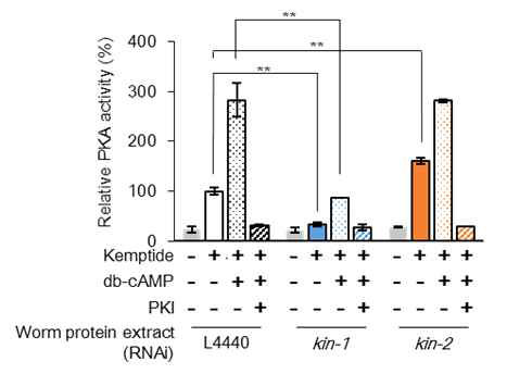 예쁜꼬마선충에서 kin-1과 kin-2 knock-down에 의한 PKA 활성도 변화