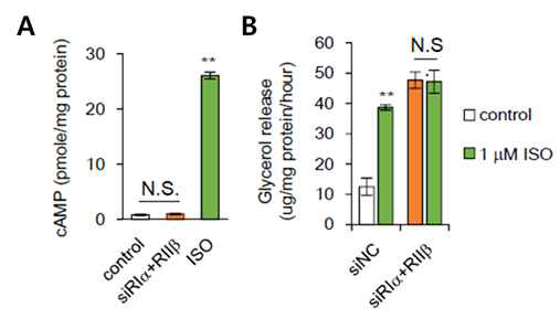 RIα와 RIIβ 유전자가 감소로 인한 cAMP 변화와 catecholamine 신호에 따른 지방대사물 분해 효과