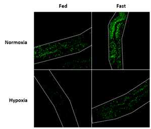 저산소 상황에서 단식에 의한 ATGL-1::GFP 변화