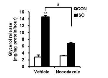 Nocodazole에 의한 지방대사물 분해억제