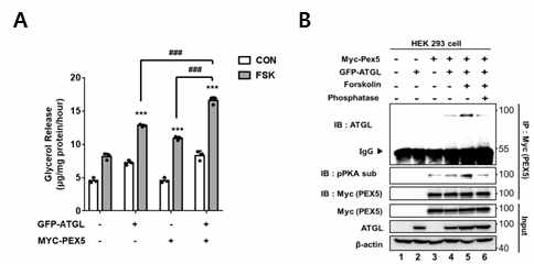 PEX5와 ATGL의 상호작용으로 인한 지방대사물 분해 효과