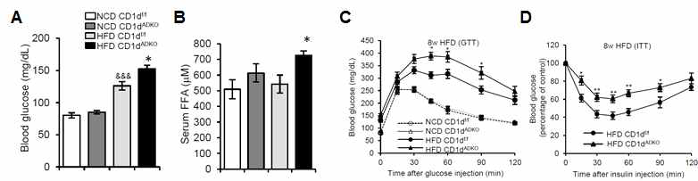 지방세포 특이적 CD1d 결손에 따른 인슐린 민감도 분석