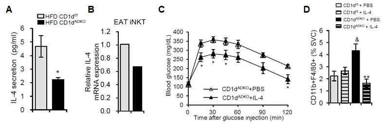 iNKT 세포군에서 분비되는 IL-4의 인슐린 민감도 조절 기능 분석