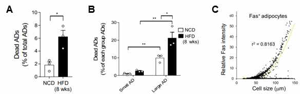 고지방식이 섭취에 따른 지방세포 사멸 정도 측정
