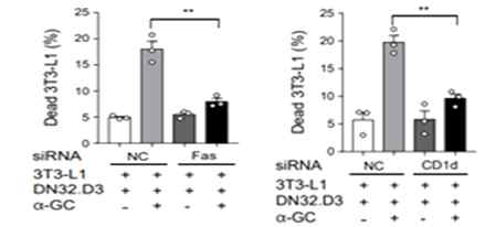 iNKT 세포에 의한 Fas 및 CD1d 의존적 지방세포 사멸 유도