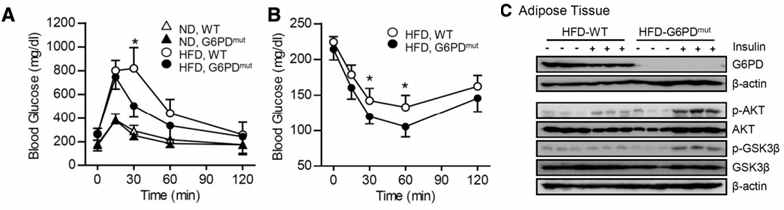 G6PD 결손 생쥐에서 전신 및 지방조직 인슐린 민감도 측정