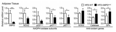 G6PD 결손 생쥐의 지방조직에서 산화 스트레스 관련 유전자 발현 조사