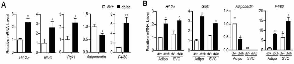 비만 생쥐의 지방조직에서 HIF-2α 발현 양상