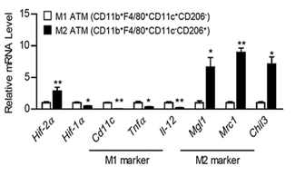 ATM에서 HIF-2α 발현 양상