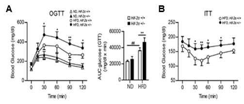 HIF-2α heterozygous KO 생쥐에서 고지방식이 섭취에 따른 인슐린 저항성 악화