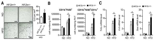 HIF-2α heterozygous 결손 생쥐의 지방조직에서 전염증성 대식세포의 침윤 증가