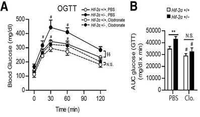 대식세포가 제거된 HIF-2α heterozygous 결손 생쥐에서 당 내성의 증가