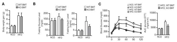 조혈세포 특이적 VLDLR 결손 생쥐에서 포도당 내성 변화