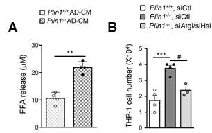 Plin1에 의한 지방대사물 분비가 단구세포 이동에 미치는 영향