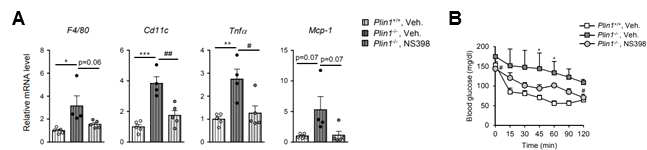 Plin1 결손 생쥐 지방조직 염증반응 및 인슐린 민감도에 Cox2 활성 조절이 미치는 영향