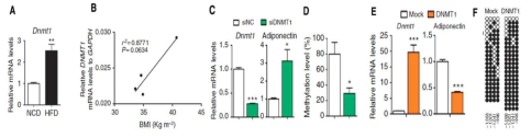 DNMT1에 의한 아디포넥틴 프로모터내의 메틸화 및 발현 조절