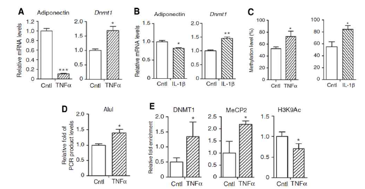 전염증성 사이토카인들에 의한 DNMT1의 발현 및 활성화 조절