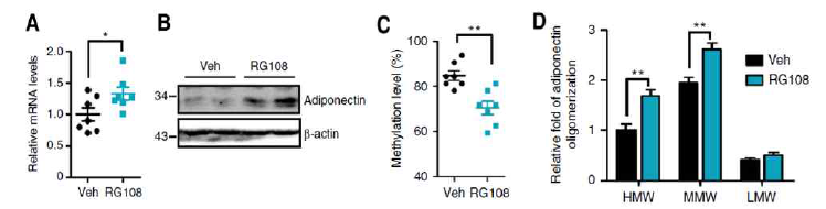 비만 생쥐 모델에서 DNMT 억제제에 의한 아디포넥틴 발현 증가
