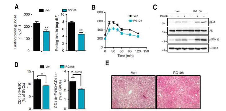 비만 생쥐 모델에서 DNMT1 활성화 감소에 의한 체내 에너지대사 개선