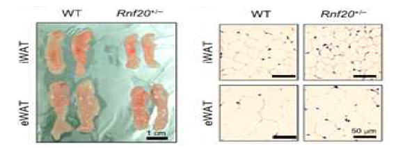 RNF20+/- 생쥐에서 지방조직 표현형 분석