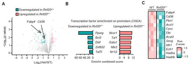 RNF20+/- 생쥐와 정상 생쥐의 지방조직에서 단백질 분석