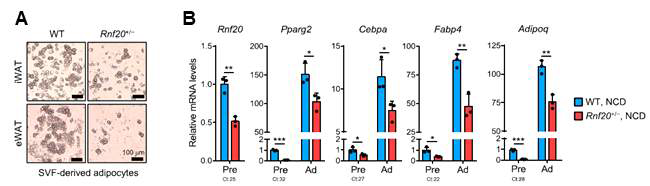 RNF20 결손에 따른 지방세포 분화 및 PPARγ 하위 유전자 발현 억제 현상