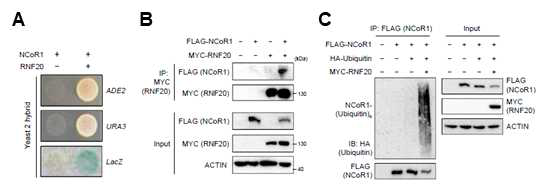 RNF20와 NcoR1의 결합에 의한 NcoR1의 유비퀴틴화