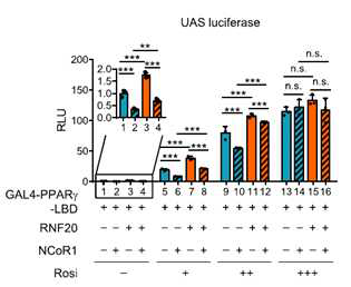 NcoR1 억제를 통한 PPARγ 활성 자극
