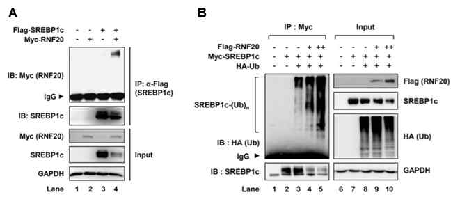 RNF20와의 결합에 의한 SREBP1c 유비퀴틴화 증진