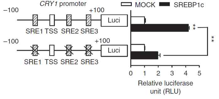 SREBP1c에 의한 CRY1 프로모터 활성