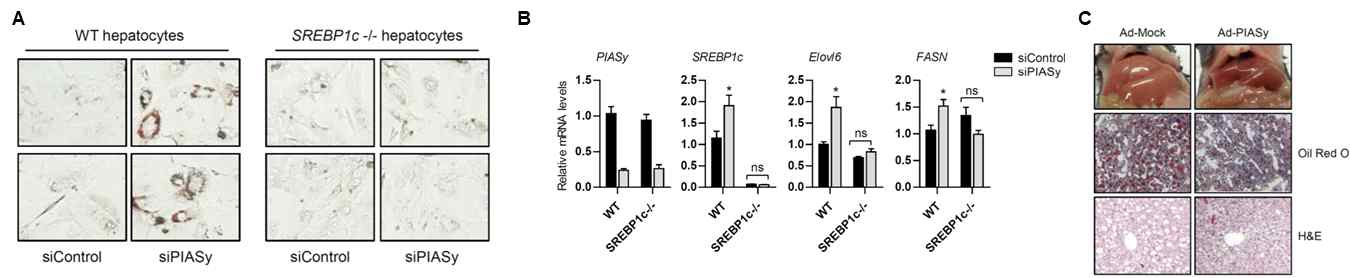 PIASy에 의한 SREBP1c 활성 억제 효과