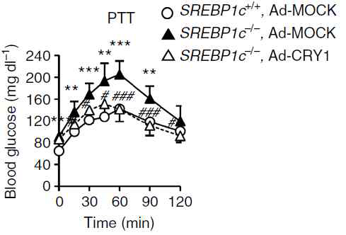 SREBP1c 결손 생쥐에서 CRY1 발현 제어에 따른 포도당 생합성 변화