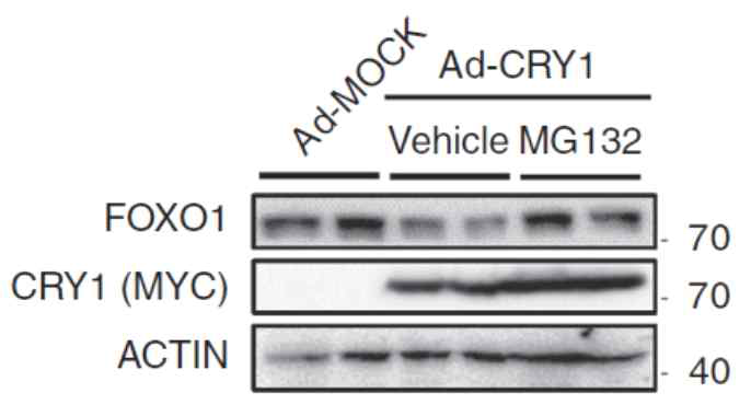MG132 처리에 의한 CRY1 의존적 FOXO1 단백질 분해 저해